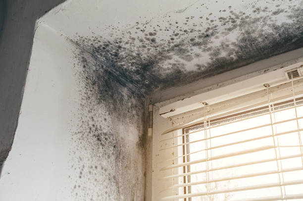Affordable Commercial Mold Remediation solutions in Schellsburg, PA